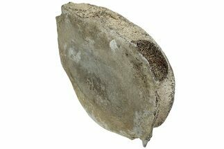 Fossil Whale Cervical Vertebra - Yorktown Formation #224054