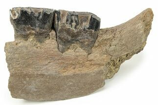 Fossil Woolly Rhino (Coelodonta) Mandible Section - Siberia #225187