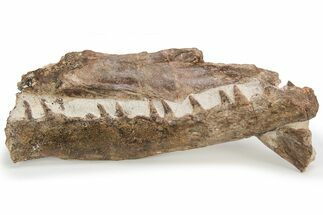 Fossil Mosasaur (Tethysaurus) Jaws - Asfla, Morocco #225272