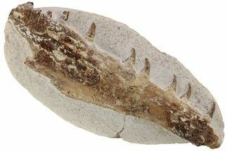 Fossil Mosasaur (Tethysaurus) Jaw Section - Asfla, Morocco #225237