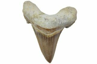 Serrated Sokolovi (Auriculatus) Shark Tooth - Dakhla, Morocco #225213