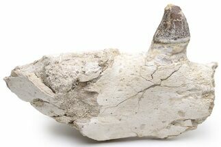Fossil Primitive Whale (Pappocetus) Jaw Section - Morocco #225293
