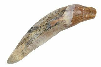 Fossil Primitive Whale (Basilosaur) Tooth - Morocco #225343