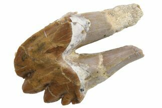Fossil Primitive Whale (Basilosaur) Molar - Morocco #225357