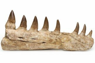 Mosasaur Jaw Section with Eight Teeth - Morocco #225282