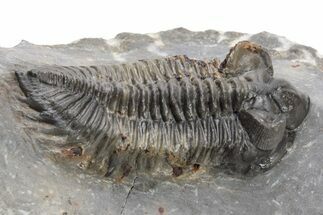 Coltraneia Trilobite Fossil - Huge Faceted Eyes #225317