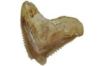 Tiger Shark (Galeocerdo Eaglesomi) Tooth - Dakhla, Morocco #225268
