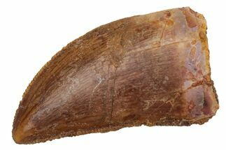 Serrated, Juvenile Carcharodontosaurus Tooth #225496