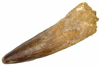 Fossil Spinosaurus Tooth - Real Dinosaur Tooth #225497