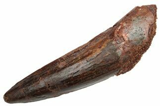 Fossil Spinosaurus Tooth - Real Dinosaur Tooth #225510