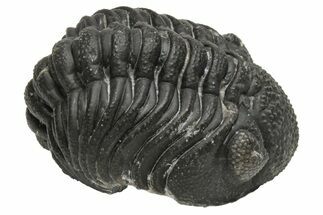 Wide Morocops Trilobite - Morocco #224210