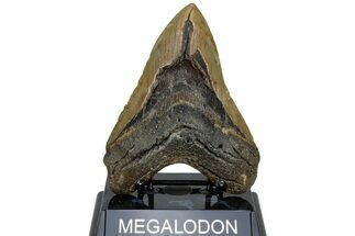 Fossil Megalodon Tooth - North Carolina #221823