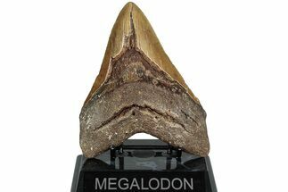 Fossil Megalodon Tooth - North Carolina #221827