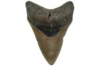 Fossil Megalodon Tooth - North Carolina #221892