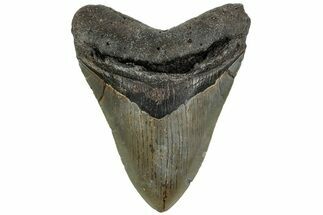 Fossil Megalodon Tooth - North Carolina #221900