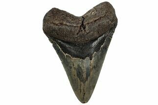 Fossil Megalodon Tooth - North Carolina #221903