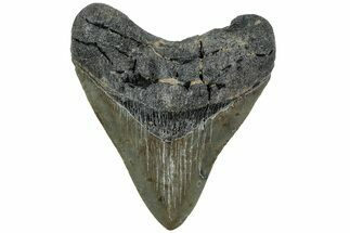 Serrated, Fossil Megalodon Tooth - North Carolina #221909