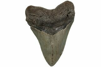 Serrated, Fossil Megalodon Tooth - North Carolina #221910