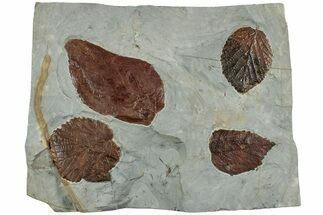 Four Fossil Leaves (Beringiaphyllum & Davidia) - Montana #223795