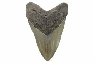 Serrated, Fossil Megalodon Tooth - North Carolina #221879