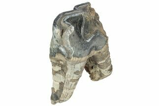 Fossil Woolly Rhino (Coelodonta) Tooth - Siberia #225589