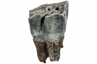 Fossil Woolly Rhino (Coelodonta) Tooth - Siberia #225594