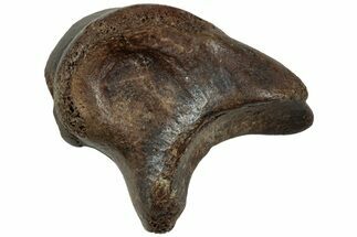 Theropod (Ornithomimus?) Phalanx Bone - Judith River Formation #225850