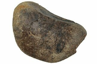 Fossil Hadrosaur Phalanx Bone - Judith River Formation #225851