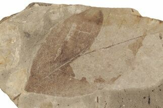Fossil Leaf (Fagus) - McAbee, BC #226049
