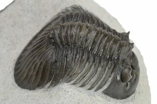 Scabriscutellum Trilobite With Axial Spines - Morocco #226129