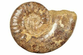 Jurassic Ammonite (Hemilytoceras) Fossil - Madagascar #226741