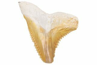 Fossil Shark Tooth (Hemipristis) - Bone Valley, Florida #226798