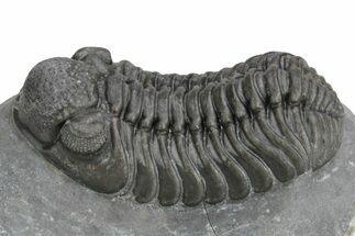 Phacopid (Adrisiops) Trilobite - Jbel Oudriss, Morocco #226587