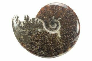 Polished Ammonite (Cleoniceras) Fossil - Madagascar #226294