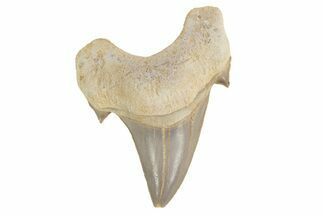 Fossil Shark Tooth (Otodus) - Morocco #226929