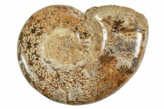 Jurassic Ammonite (Hemilytoceras) Fossil - Madagascar #226723