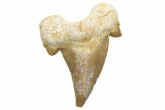 Fossil Shark Tooth (Otodus) - Morocco #226880