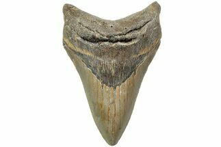 Serrated, Fossil Megalodon Tooth - North Carolina #225832