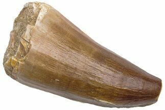 Fossil Mosasaur (Prognathodon) Tooth - Morocco #226355