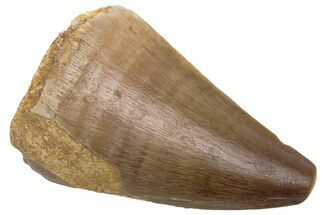 Fossil Mosasaur (Prognathodon) Tooth - Morocco #226356