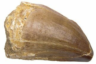 Fossil Mosasaur (Prognathodon) Tooth - Morocco #226447