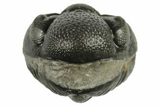 Wide, Enrolled Morocops Trilobite - Morocco #224241