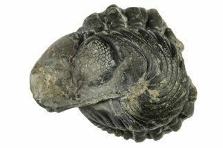 Wide, Enrolled Austerops Trilobite - Morocco #224246