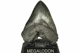 Fossil Megalodon Tooth - South Carolina #221805