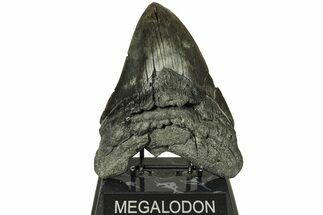 Huge, Fossil Megalodon Tooth - Repaired #226462