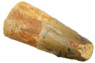 Fossil Spinosaurus Tooth - Real Dinosaur Tooth #226330