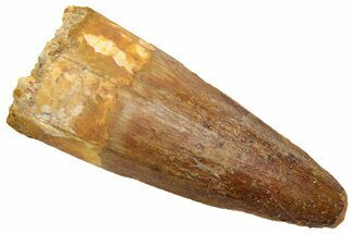 Fossil Spinosaurus Tooth - Real Dinosaur Tooth #226333