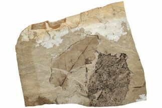 Fossil Leaf Plate - McAbee, BC #226095