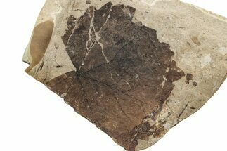 Fossil Leaf (Zizyphoides ) - McAbee, BC #226120
