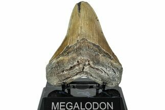 Serrated, Fossil Megalodon Tooth - North Carolina #226496